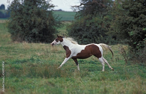 PAINT HORSE, ADULT GALOPING THROUGH MEADOW