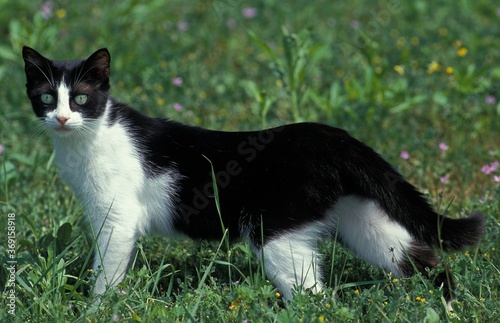 BLACK AND WHITE DOMESTIC CAT, ADULT STANDING ON GRASS © slowmotiongli