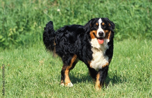 BERNESE MOUNTAIN DOG, ADULT STANDING ON GRASS
