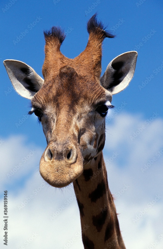 Naklejka premium ROTHSCHILD'S GIRAFFE giraffa camelopardalis rothschildi, PORTRAIT OF ADULT