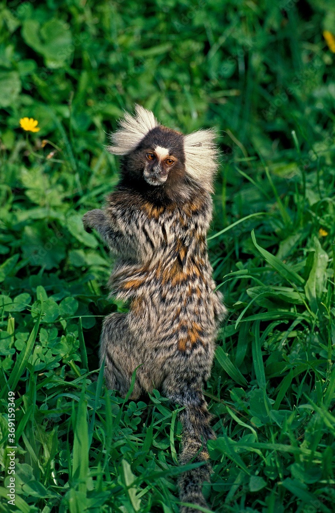 COMMON MARMOSET callithrix jacchus, ADULT STANDING ON HIND LEGS