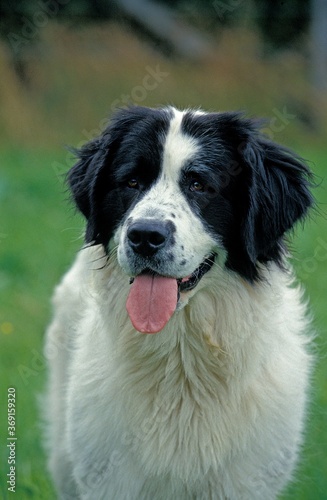 LANDSEER DOG, PORTRAIT OF ADULT © slowmotiongli