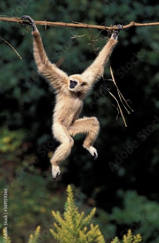 WHITE-HANDED GIBBON hylobates lar, ADULT HANGING FROM LIANA