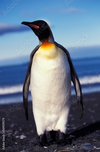 KING PENGUIN aptenodytes patagonica  ADULT STANDING ON BEACH  SALISBURY PLAIN IN SOUTH GEORGIA