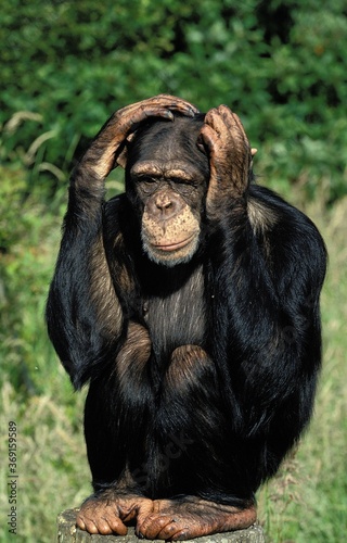 Fotografiet CHIMPANZEE pan troglodytes, ADULT WITH FUNNY FACE, SCRATCHING ITS HEAD