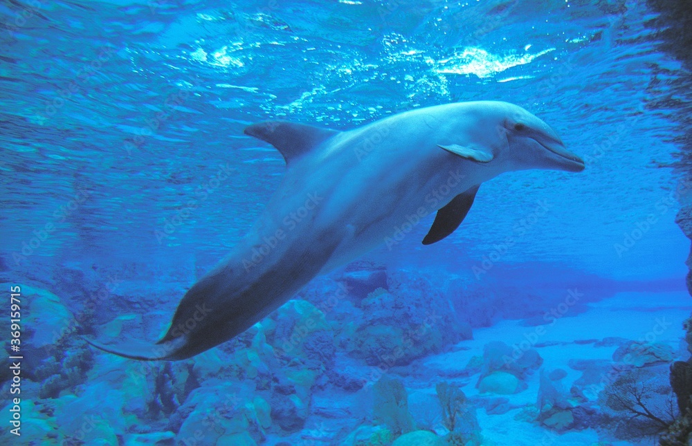 Fototapeta premium BOTTLENOSE DOLPHIN tursiops truncatus, HONDURAS