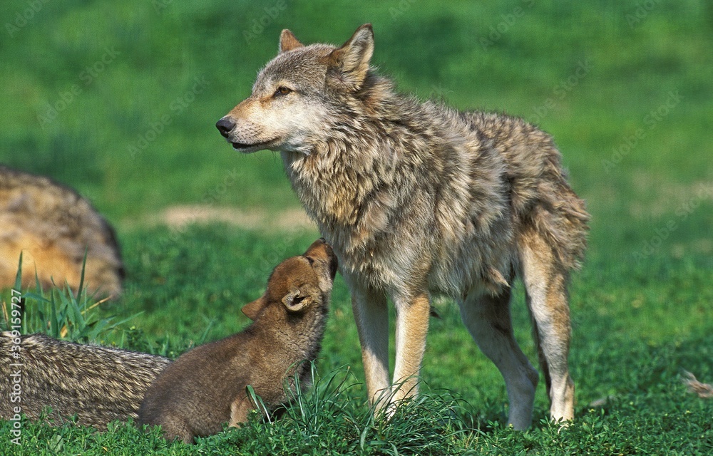 EUROPEAN WOLF canis lupus, FEMELLE WITH PUP