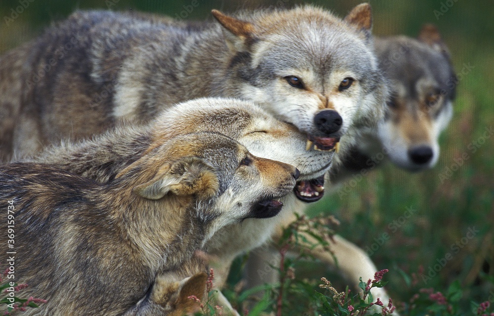 EUROPEAN WOLF canis lupus, GROUP SHOWING DOMINANCE AND SUBMISSION EUROPEAN WOLF canis lupus, GROUP SHOWING DOMINANCE AND SUBMISSION