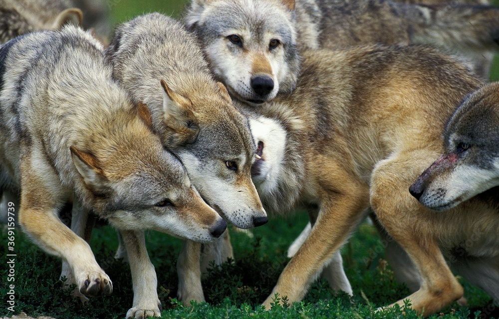 Fototapeta premium EUROPEAN WOLF canis lupus, GROUP SHOWING DOMINANCE AND SUBMISSION