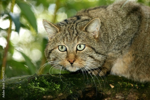 EUROPEAN WILDCAT felis silvestris, PORTRAIT OF ADULT ON BRANCH photo