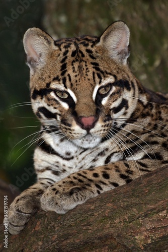 OCELOT leopardus pardalis  ADULT LAYING DOWN ON BRANCH