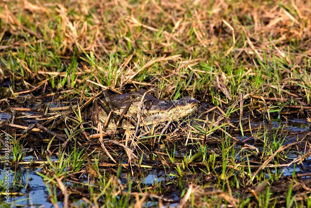SPECTACLED CAIMAN caiman crocodilus, ADULT CAMOUFLAGED IN SWAMP, LOS LIANOS IN VENEZUELA SPECTACLED CAIMAN caiman crocodilus, ADULT CAMOUFLAGED IN SWAMP, LOS LIANOS IN VENEZUELA