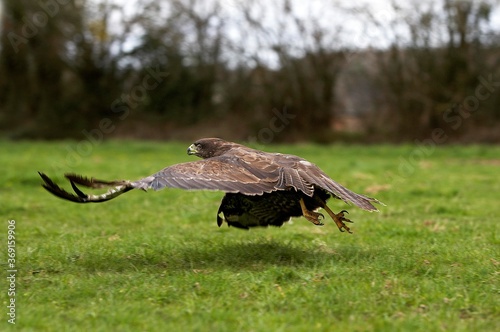 COMMON BUZZARD buteo buteo, ADULT IN FLIGHT, NORMANDY IN FRANCE