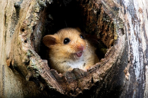 COMMON DORMOUSE muscardinus avellanarius, ADULT STANDING AT NEST ENTRANCE, NORMANDY IN FRANCE