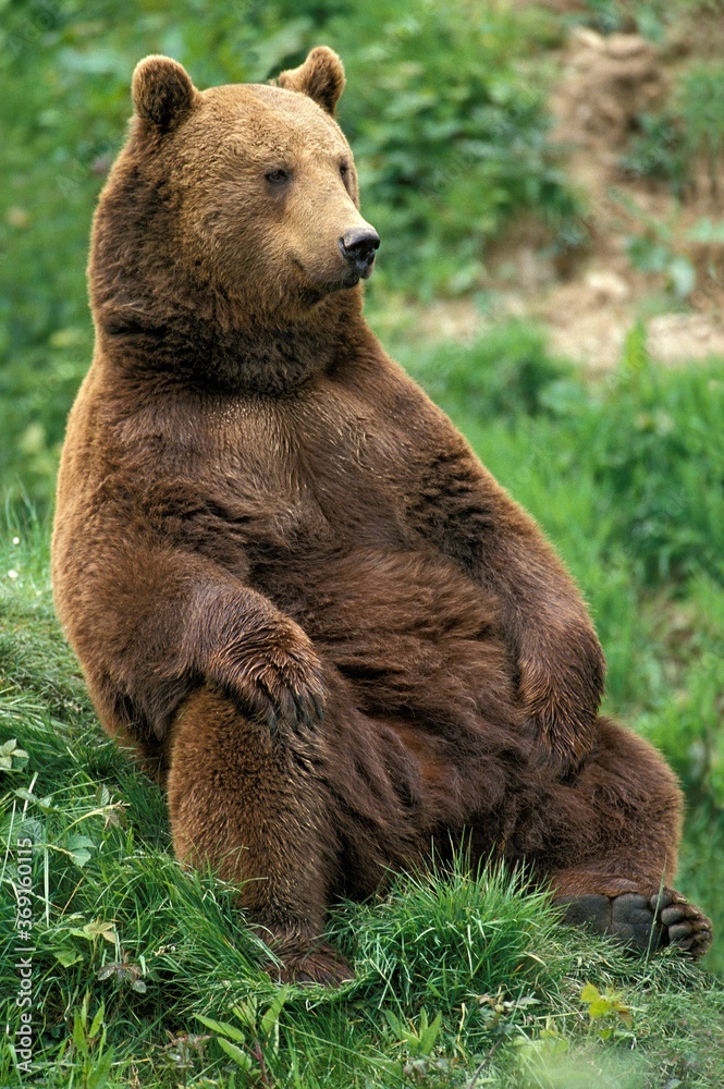 Obraz premium BROWN BEAR ursus arctos, ADULT SITTING IN GRASS