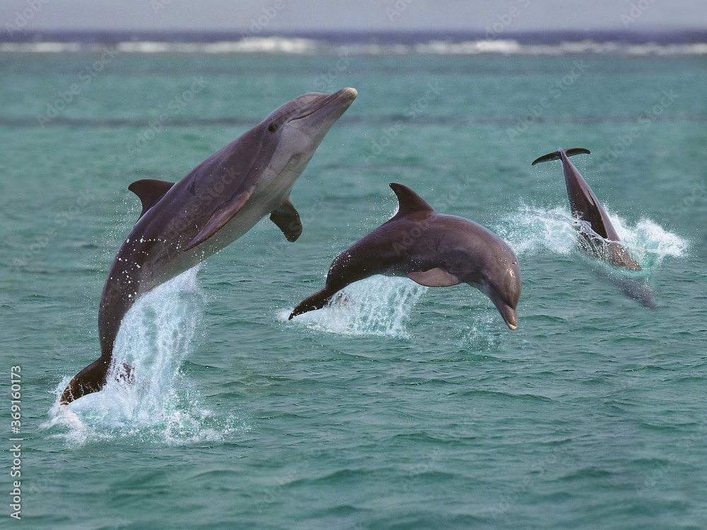 Fototapeta premium BOTTLENOSE DOLPHIN tursiops truncatus, GROUP LEAPING OUT OF THE WATER, HONDURAS