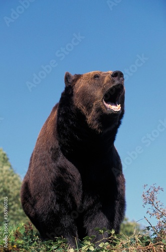 BROWN BEAR ursus arctos  ADULT WITH OPEN MOUTH
