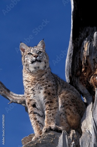 BOBCAT lynx rufus, ADULT STANDING ON TREE, LOOKING AROUND, CANADA