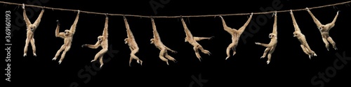 Fototapete WHITE-HANDED GIBBON hylobates lar, FEMALE HANGING FROM LIANA, MOVEMENT SEQUENCE