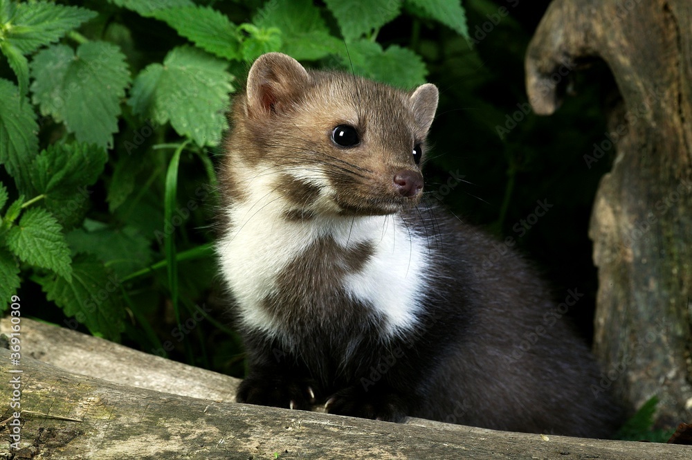 STONE MARTEN OR BEECH MARTEN martes foina, YOUNG STANDING ON TREE STUMP, NORMANDY IN FRANCE STONE MARTEN OR BEECH MARTEN martes foina, YOUNG STANDING ON TREE STUMP, NORMANDY IN FRANCE