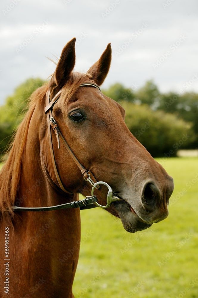 SELLE FRANCAIS HORSE, PORTRAIT OF MALE WITH HAIR NET SELLE FRANCAIS HORSE, PORTRAIT OF MALE WITH HAIR NET