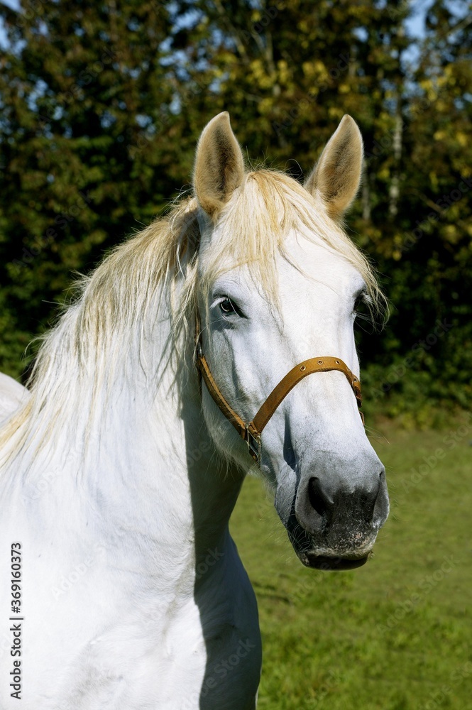 PERCHERON HORSE, PORTRAIT OF ADULT WEARING HALTER