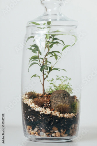 Little homemade terrarium photo