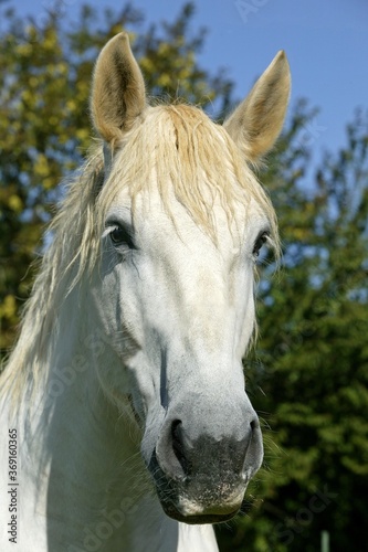PERCHERON HORSE  PORTRAIT OF ADULT