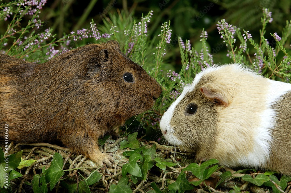 GUINEA PIG cavia porcellus, PAIR STANDING NEAR HEATER GUINEA PIG cavia porcellus, PAIR STANDING NEAR HEATER