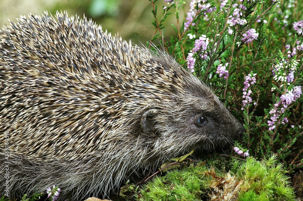 Fototapeta premium EUROPEAN HEDGEHOG erinaceus europaeus, ADULT NEAR WINTERT HEATER, NORMANDY IN FRANCE