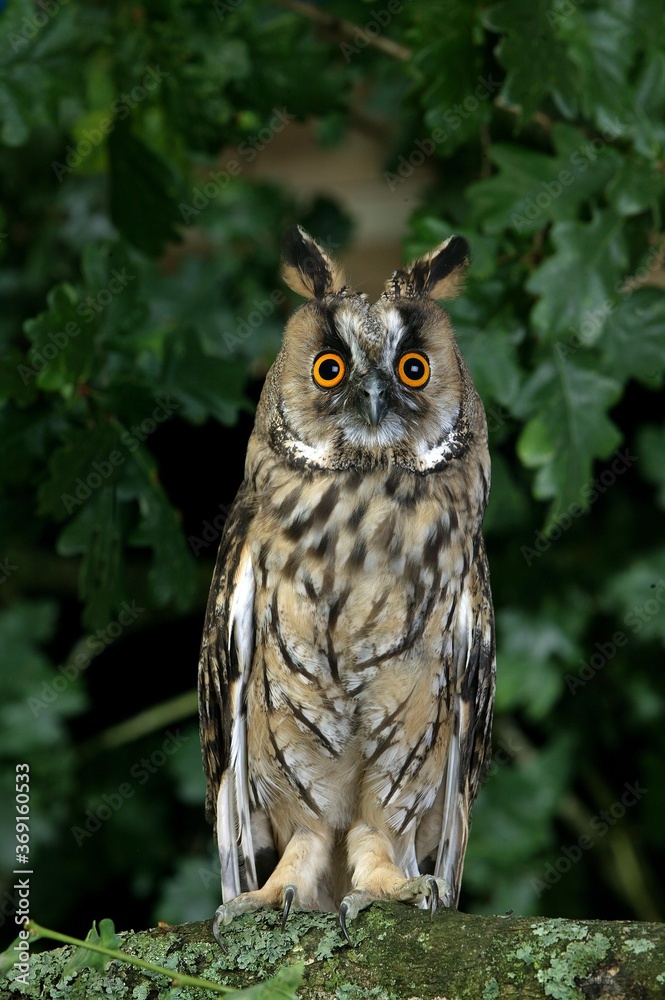 LONG-EARED OWL asio otus, ADULT ON BRANCH, NORMANDY LONG-EARED OWL asio otus, ADULT ON BRANCH, NORMANDY