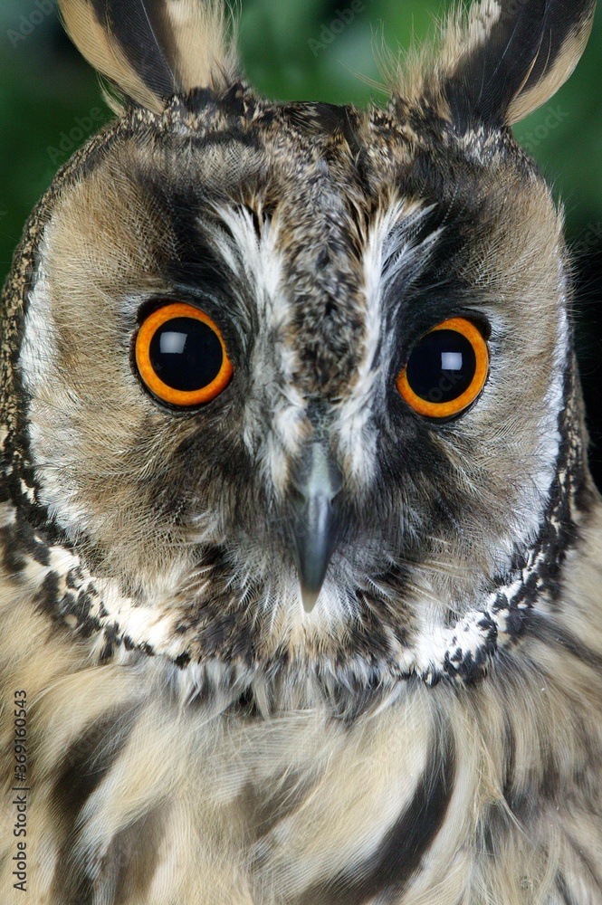 LONG-EARED OWL asio otus, PORTRAIT OF ADULT, NORMANDY LONG-EARED OWL asio otus, PORTRAIT OF ADULT, NORMANDY