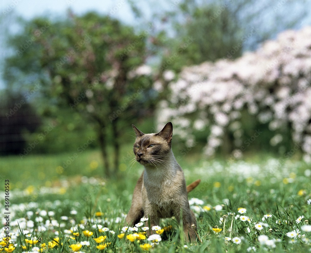 CHOCOLATE BURMESE DOMESTIC CAT, ADULT STANDING IN FLOWER GARDEN
