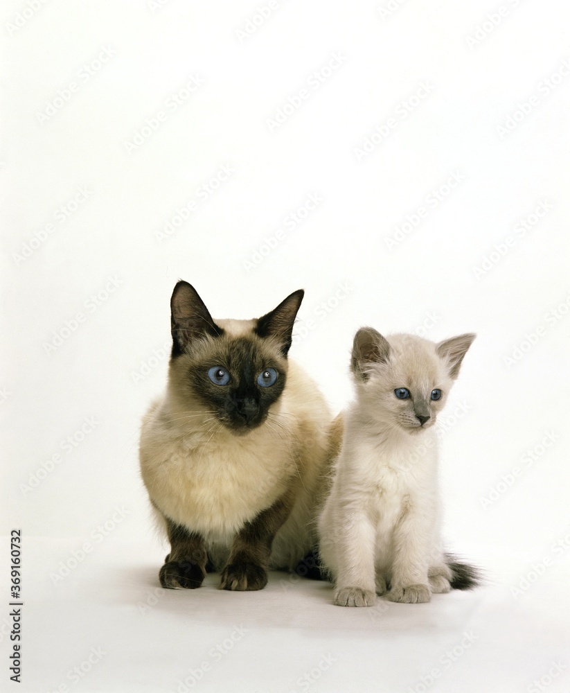 BALINESE DOMESTIC CAT, FEMALE WITH KITTEN