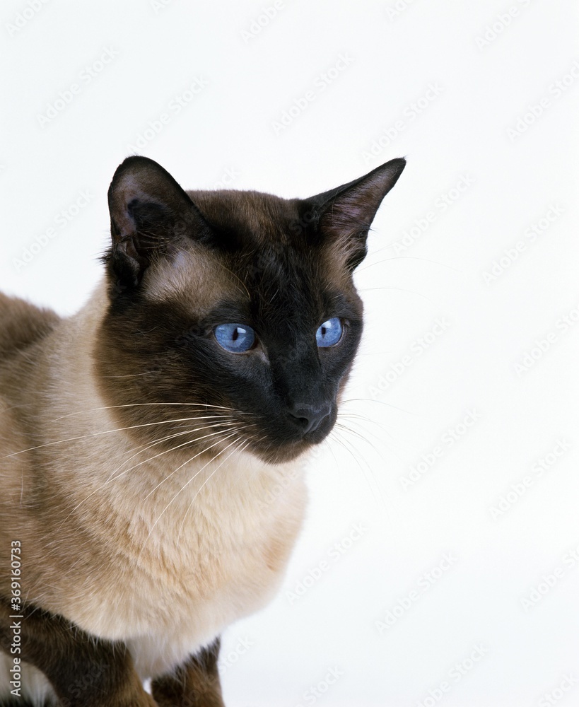 BALINESE DOMESTIC CAT, PORTRAIT OF ADULT WITH BLUE EYES