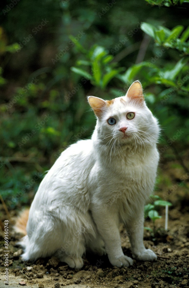 TURKISH VAN DOMESTIC CAT, ADULT WITH DIFFERENT COLOURED EYES