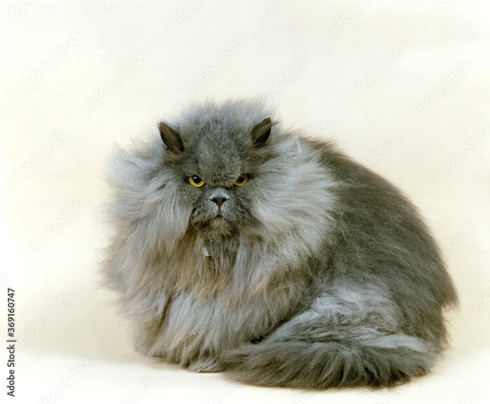 BLUE PERSIAN DOMESTIC CAT, ADULT AGAINST WHITE BACKGROUND