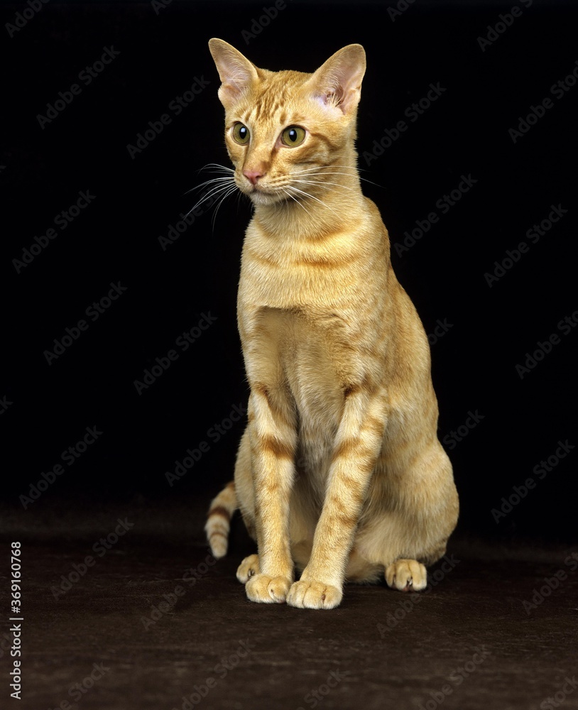 RED ORIENTAL DOMESTIC CAT, ADULT SITTING AGAINST BLACK BACKGROUND