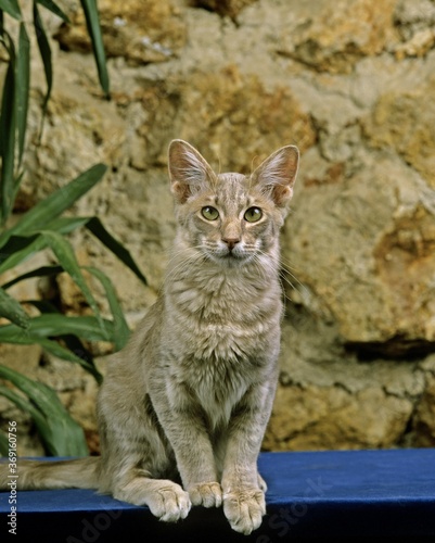 Schilderij op canvas ORIENTAL LONGHAIR DOMESTIC CAT, ADULT SITTING