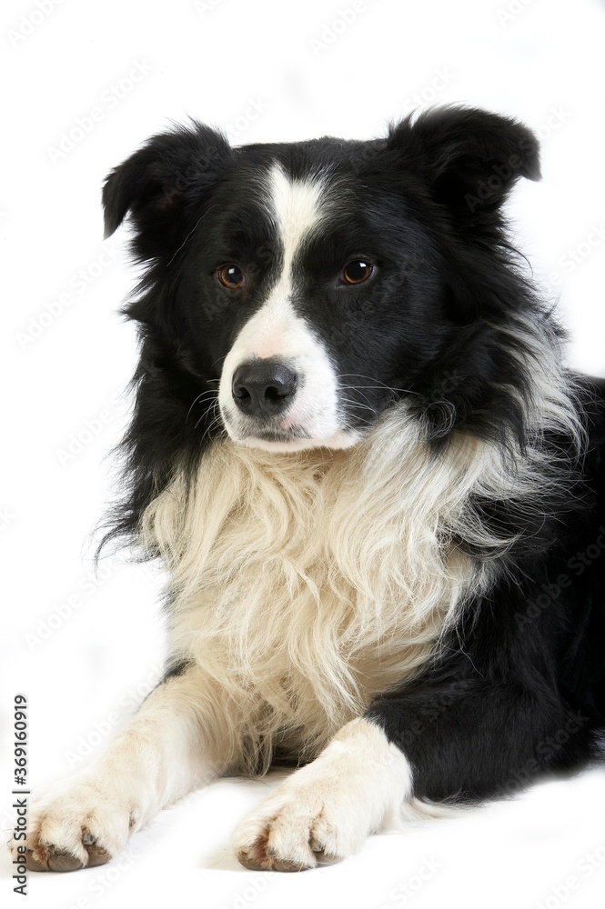 BORDER COLLIE DOG, PORTRAIT OF MALE AGAINST WHITE BACKGROUND