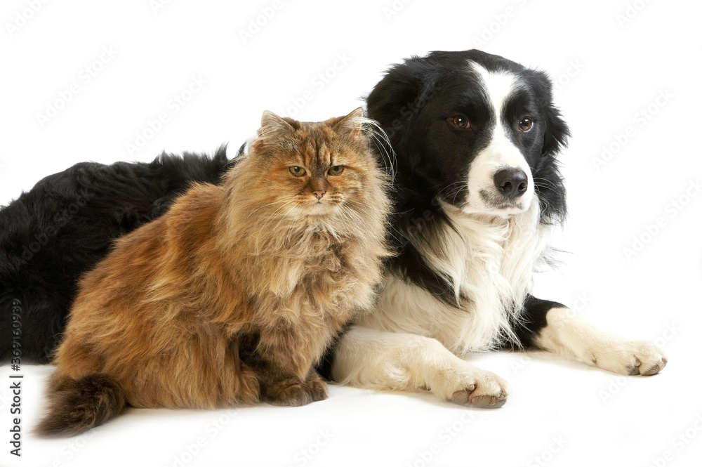 MALE BORDER COLLIE DOG WITH TORTOISESHELL PERSIAN DOMESTIC CAT
