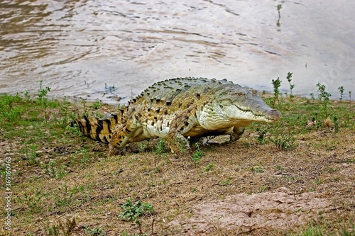 ORINOCO CROCODILE crocodylus intermedius, ADULT EMERGING FROM RIVER, LOS LIANOS IN VENEZUELA
