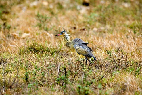 WHISTLING HERON syrigma sibilatrix, JUVENILE STANDING ON DRY GRASS, LOS LIANOS IN VENEZUELA photo