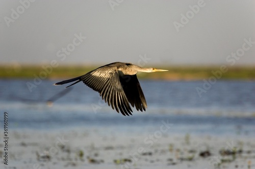 ANHINGA OR AMERICAN DARTER anhinga anhinga, ADULT IN FLIGHT, LOS LIANOS IN VENEZUELA
