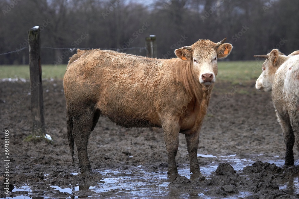 LIMOUSIN AND CHAROLAIS CATTLE, PAIR IN MUD, WINTER IN NORMANDY LIMOUSIN AND CHAROLAIS CATTLE, PAIR IN MUD, WINTER IN NORMANDY