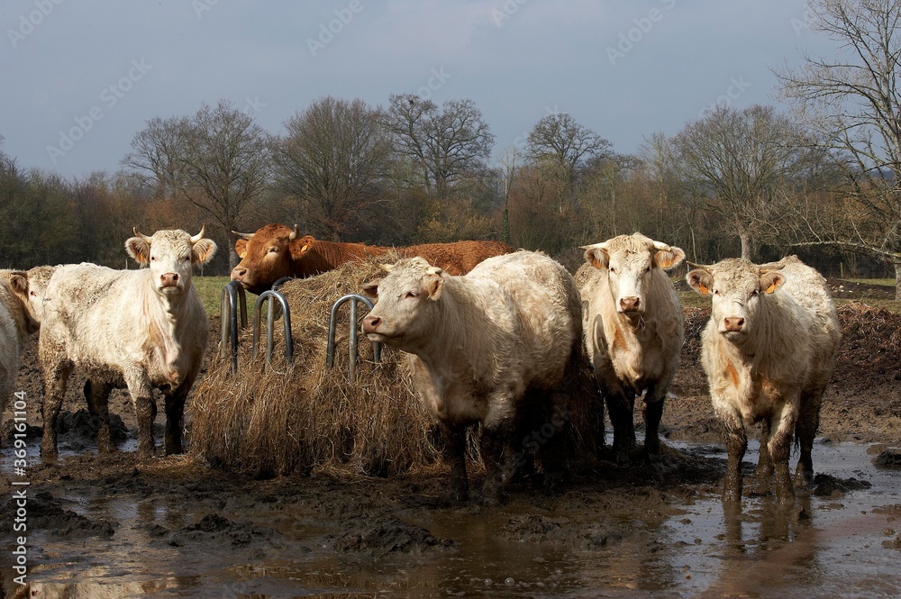 CHAROLAIS AND LIMOUSIN CATTLE, HERD EATING HAY, NORMANDY