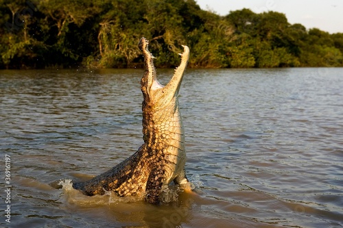 SPECTACLED CAIMAN caiman crocodilus, ADULT LEAPING OUT OF WATER WITH OPEN MOUTH, LOS LIANOS IN VENEZUELA photo