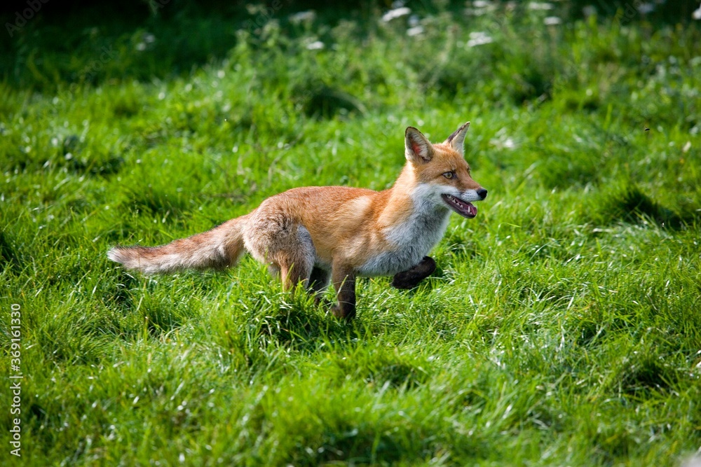 RED FOX vulpes vulpes, ADULT RUNNING THROUGH MEADOW, NORMADY RED FOX vulpes vulpes, ADULT RUNNING THROUGH MEADOW, NORMADY