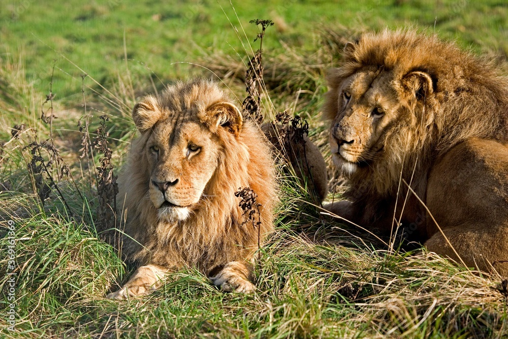 KATANGA LION OR SOUTHWEST AFRICAN LION panthera leo bleyenberghi KATANGA LION OR SOUTHWEST AFRICAN LION panthera leo bleyenberghi