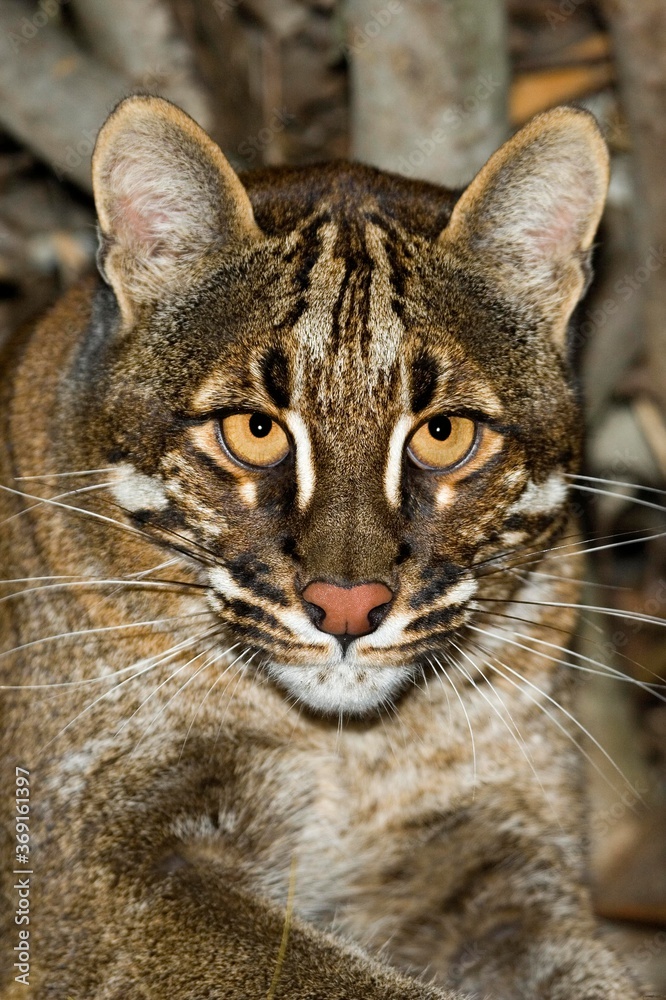 ASIAN GOLDEN CAT OR TEMMINK'S CAT catopuma temmincki, PORTRAIT OF ADULT